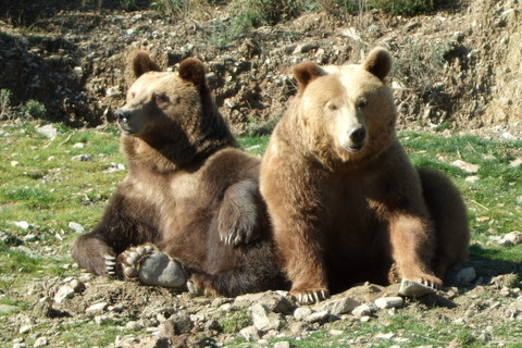 Bears an Peña Escrita